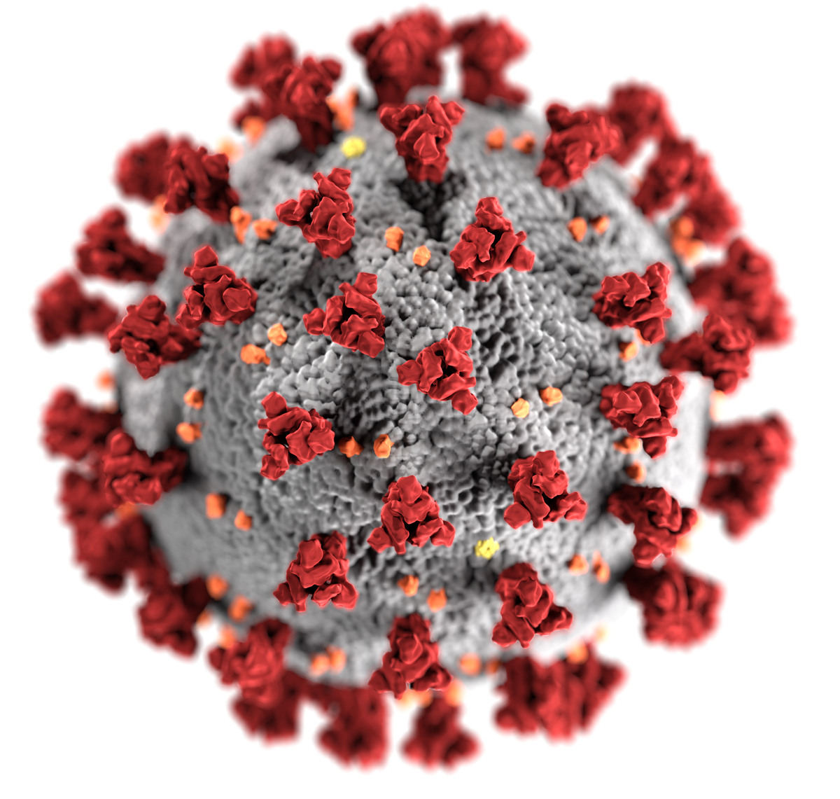 У протистоянні коронавірусу