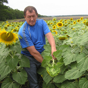 Микола Карасьов демонструє соняшник, який виріс без гербіцидів.